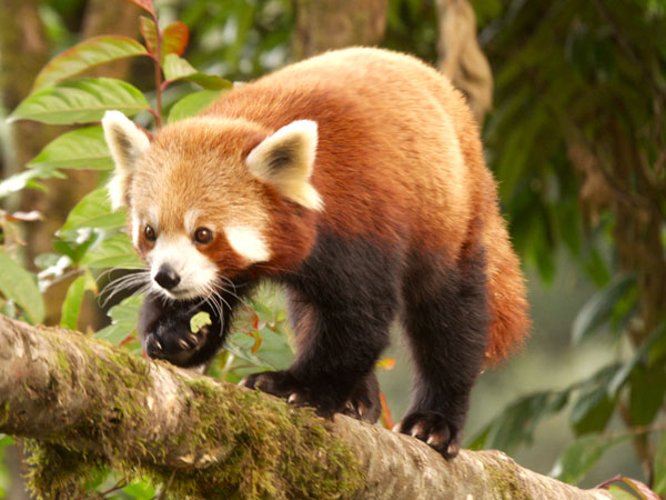 Padmaja Naidu Himalayan Zoological Park
